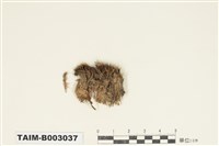 藏品(曲尾苔科)的圖片